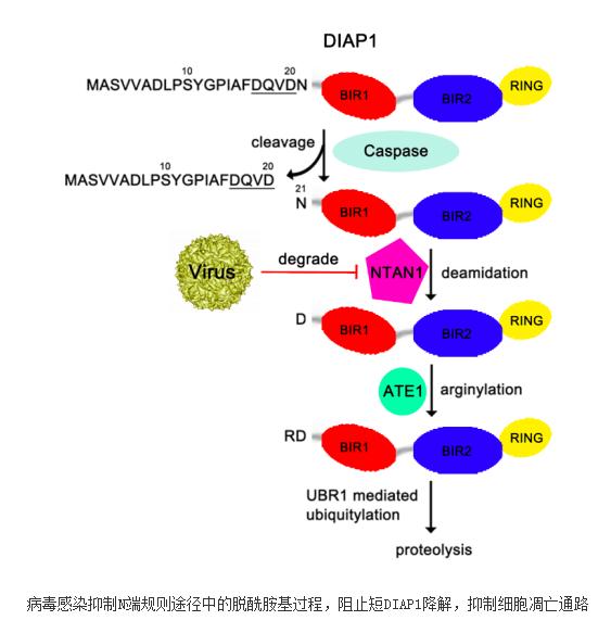 澳门新葡澳京官网入口